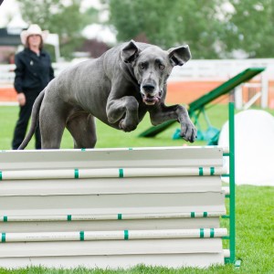 Arie jump